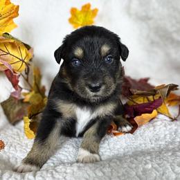 Yam (red) - Black tri-color male Australian Shepherd puppy in Falmouth, Kentucky from Queen City Farm