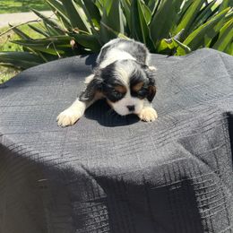 Cavalier King Charles Spaniel Puppies from Caveliers by Grace
