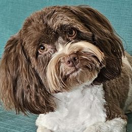 Glory - Havanese