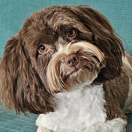 Glory - Havanese