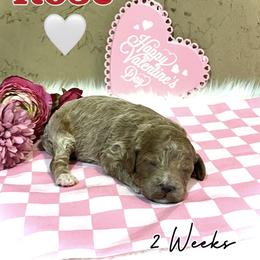 Rose - Red  female Goldendoodle puppy in Runaway Bay, Texas from Green Ranch Doodles
