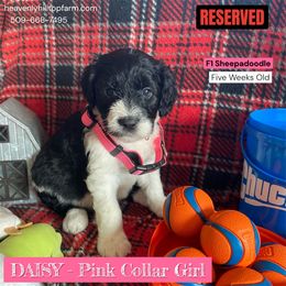 Goldendoodle, Poodle, and Sheepadoodle Puppies from Heavenly Hilltop Farm