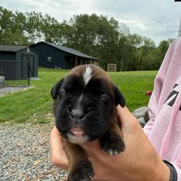 Blue - Fawn male Boxer puppy in Jamesville, New York from Reynolds Homestead Boxers