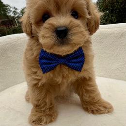 Mark - Apricot male Maltipoo puppy in Charles City, Virginia from Historic triangle doodles Charles City, Virginia