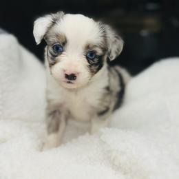 Cash - Blue merle male Toy Australian Shepherd puppy in Garvin, Oklahoma from Hochatown Awesome Aussies