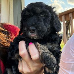 Girl 2 - Tri-color female Bernedoodle puppy in Paradise, Texas from Diamond Z Poodles & Doodles