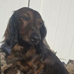 Fynn - Dachshund