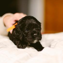 Bento - Black male Cocker Spaniel puppy in Fresno, California from Carvajal Cockers