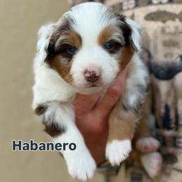Habanero - Red merle male Toy Australian Shepherd puppy in Riverton, Utah from Iron Spirit Homestead & Aussies