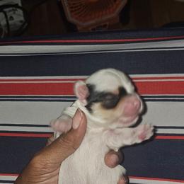 Comet - Parti male Yorkshire Terrier puppy in Atlanta, Georgia from Royal Beauties Yorkies of Atlanta