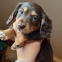 Handsome boy - Chocolate and tan male Dachshund puppy in Montrose, Colorado from Dachshund Delights Co