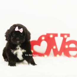 Eve (Pink Collar) - Black female Cavapoo puppy in Republic, Missouri from Red Skye Puppies