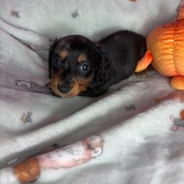 Henry - Dapple male Dachshund puppy in Lake City, Florida from My Ditzy Doxies of Florida