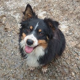 Cooper - Australian Shepherd