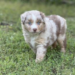Miniature Australian Shepherd and Toy Australian Shepherd Puppies from Natural State Aussies