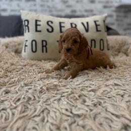 Maple - Red female Cavapoo puppy in Mayo, Florida from Kingston’s Cavaliers