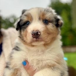 Barney - Blue merle male Australian Shepherd puppy in Ashland, Ohio from SS Australian Shepherds