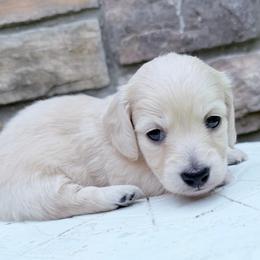 Gina second in group photo - Cream female Dachshund puppy in Richmond, Virginia from Irresistible Dachshunds & Cavaliers