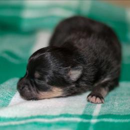 Girl 3 - Black and tan female Pomeranian puppy in Bremen, Indiana from AMS Pomeranians and Pomskies in Indiana