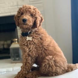 Goldendoodle Puppies from Rockin R Doodles