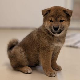 Red male - Red male Shiba Inu puppy in Warren County, New Jersey from Yellow Gate Kennel