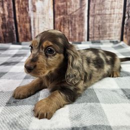 Chocolate Dapple Male - Dapple male Dachshund puppy in Malad City, Idaho from Mountain Sage Dachshunds