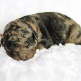 Bravado - male Australian Mountain Doodle puppy in Crete, Nebraska from Doodles & Co