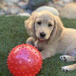 Dachshund Puppies from Delta Dachshunds