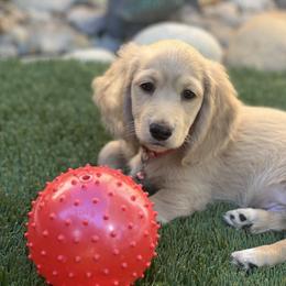 Dachshund Puppies from Delta Dachshunds