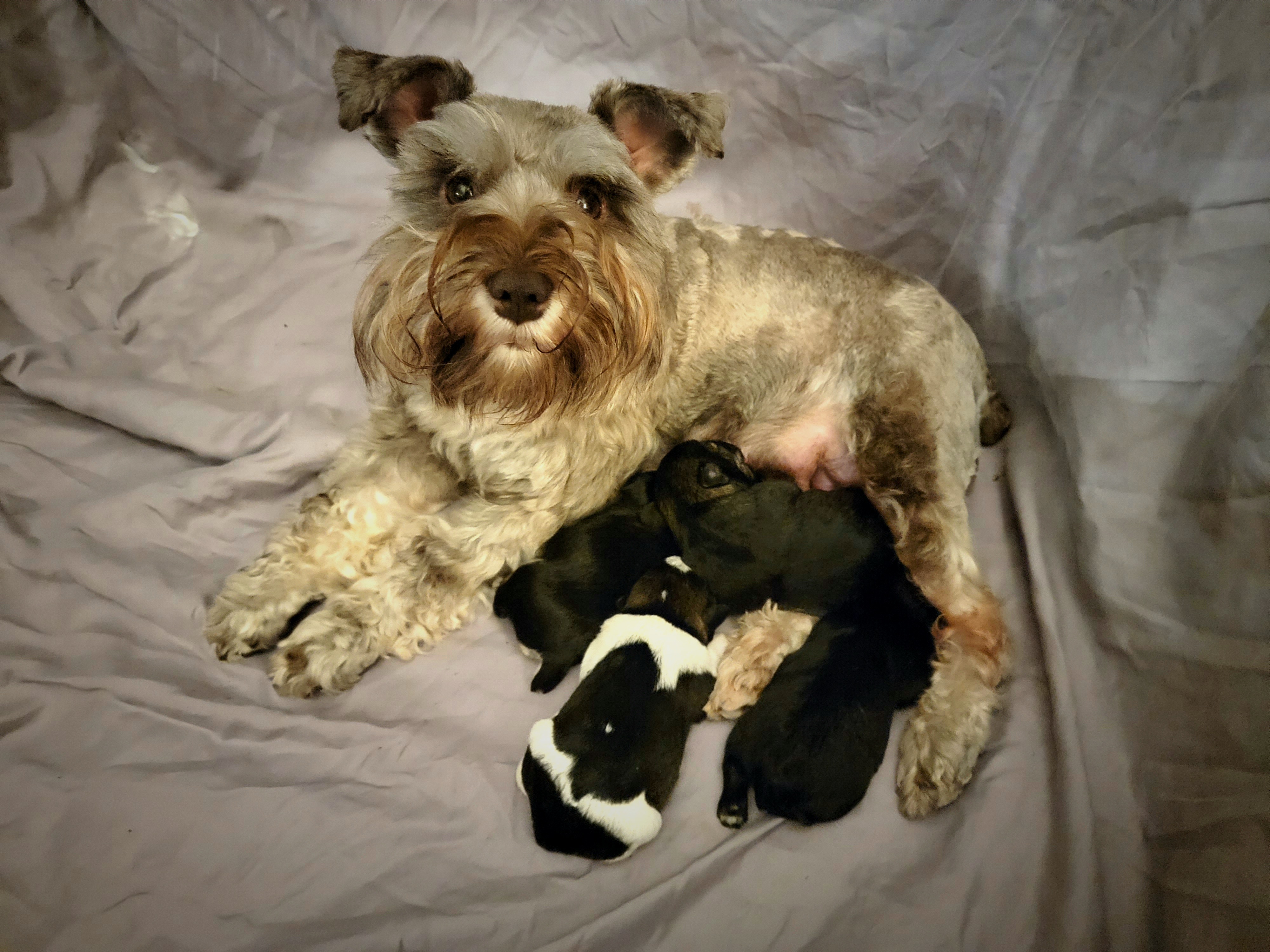 Miniature Schnauzer Puppies from Dees Schnauzers