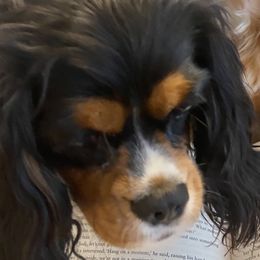 Vivvie - Cavalier King Charles Spaniel