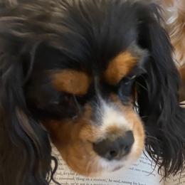 Vivvie - Cavalier King Charles Spaniel