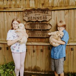 English Setter, Golden Retriever, and Gordon Setter Puppies from Katherine's Gordon Setters, English Setters, and Golden Retrievers