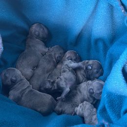 French Bulldog Puppies from AVDO