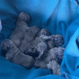 French Bulldog Puppies from AVDO