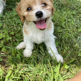 Cavapoo and Havapoo Puppies from Perfectly Playful Doodles