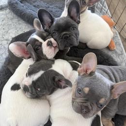 French Bulldog Puppies from Fiddyment Farm Frenchies