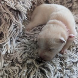 Pomsky Puppies from Valparaiso Pomskys