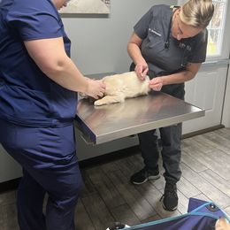 Golden Retriever Puppies from Renko Kennel