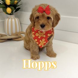 Hopps - Apricot female Cavapoo puppy in Buford, Georgia from Petite Posh Puppies