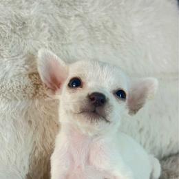 Bijou - White female Chihuahua puppy in West Richland, Washington from PNW PAWS