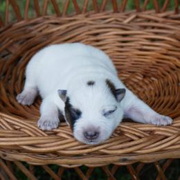 Booger Butt - Red mottled male Australian Cattle Dog puppy in Buffalo Valley, Tennessee from Buffalo Valley Breeders