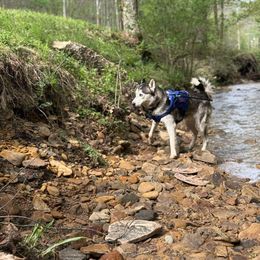 Siberian Husky Puppies from Candace Bordas