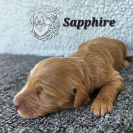 Sapphire - Red  female Goldendoodle puppy in Chattanooga, Tennessee from Hilltop Cuddle Pups