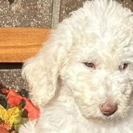 Bernedoodles and Poodles from Southern Companion Kennel