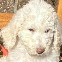 Bernedoodles and Poodles from Southern Companion Kennel