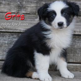 Grits - Black tri-color male Australian Shepherd puppy in Burbank, South Dakota from Dakota Rose Aussies