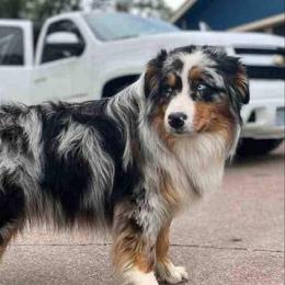 Blue - Australian Shepherd