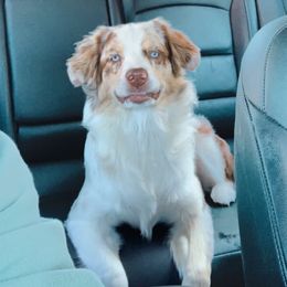 "Reba" Miniature Australian Shepherd All Grown Up from Klatt's Mini Aussie's