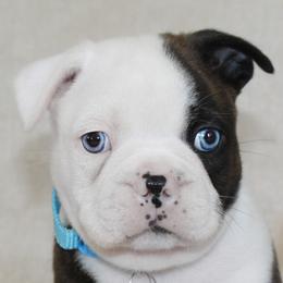 Bandicoot - Black brindle and white male Boston Terrier puppy in Brooksville, Florida from I Love Pups